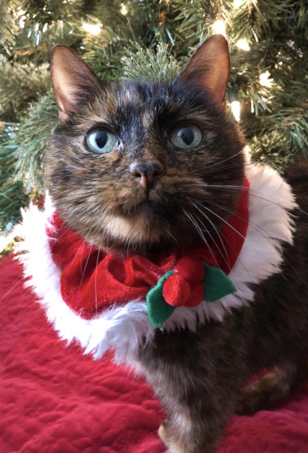 /Images/uploads/Minnesota Spay Neuter Assistance Program/MNSNAP/entries/9463thumb.jpg